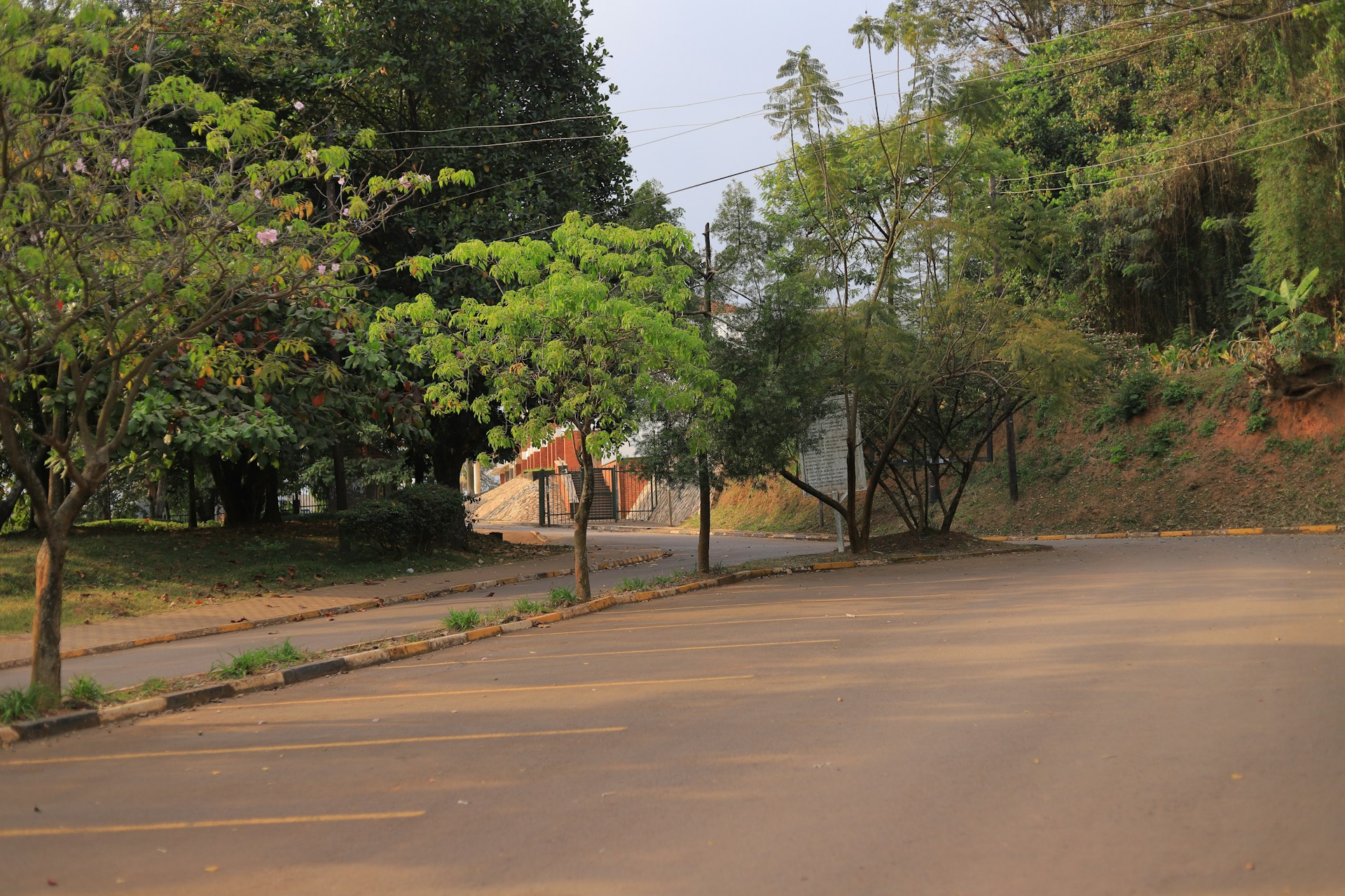 Rice fields near Moshi with workers