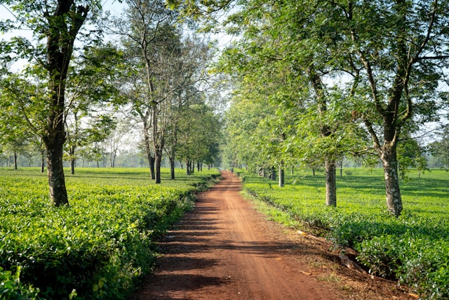 Coffee processing traditional Chagga method