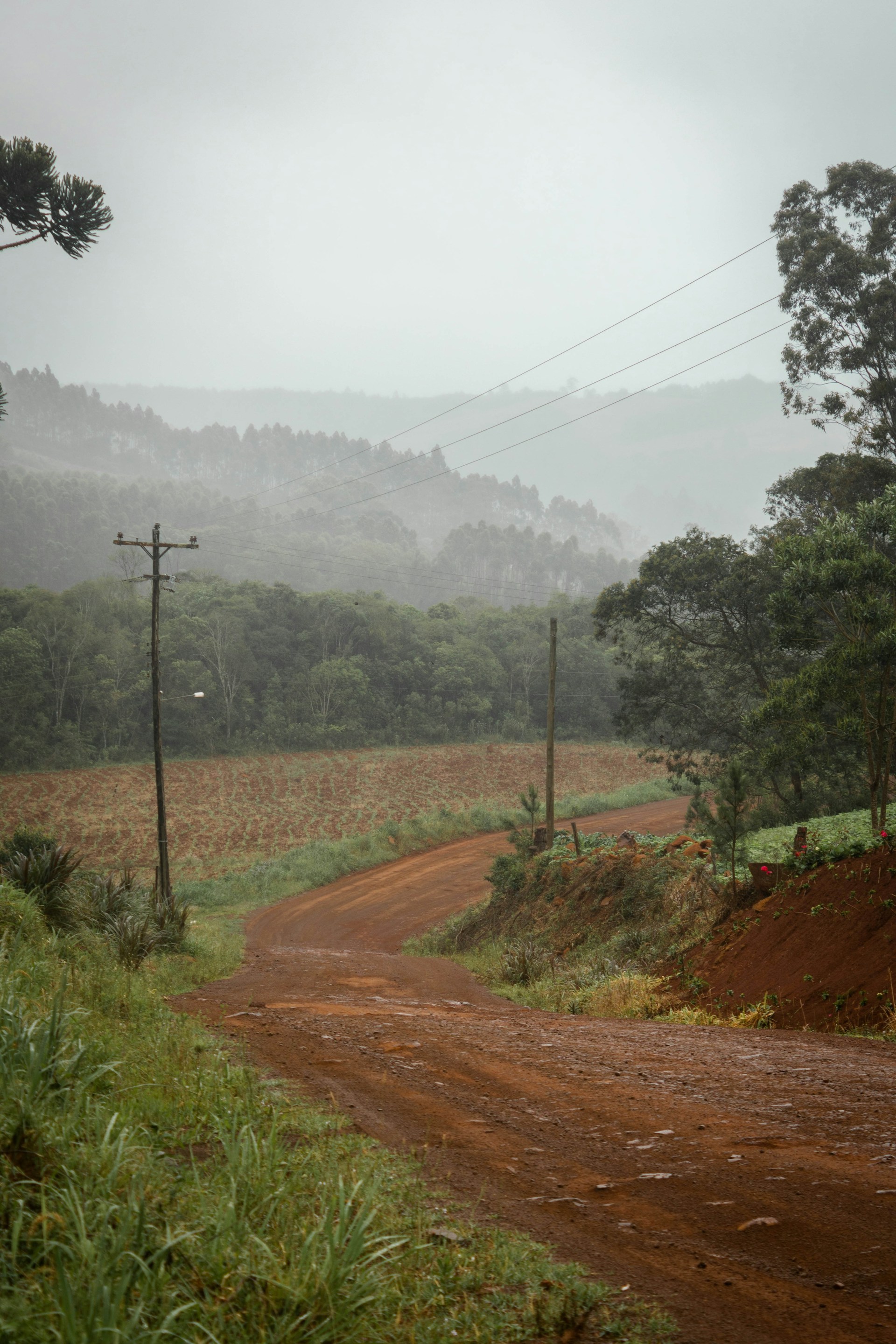 Rau Forest canopy with colobus monkeys