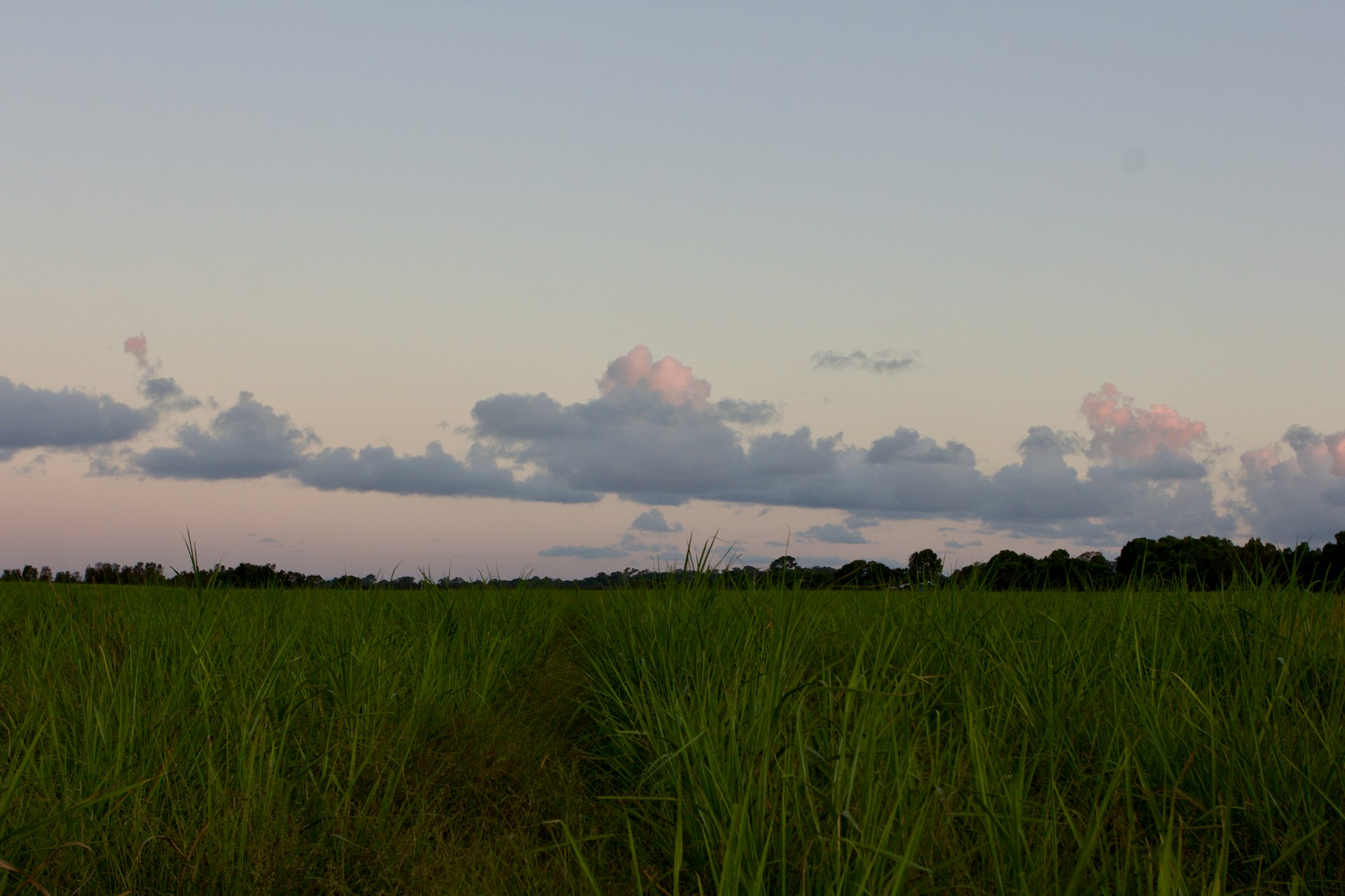 TPC sugar cane plantation workers