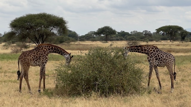 Dry and arid open grasslands with wildlife