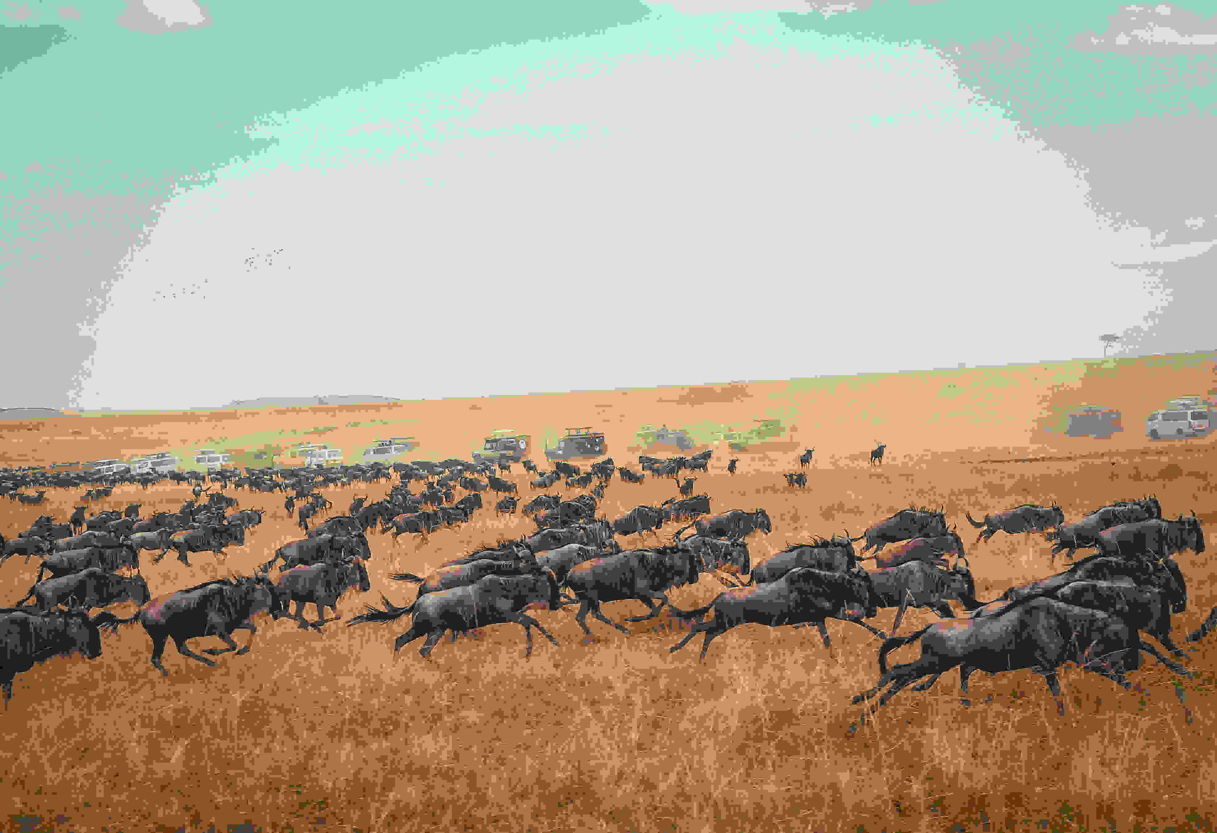 7 Days Great Migration Luxury Safari