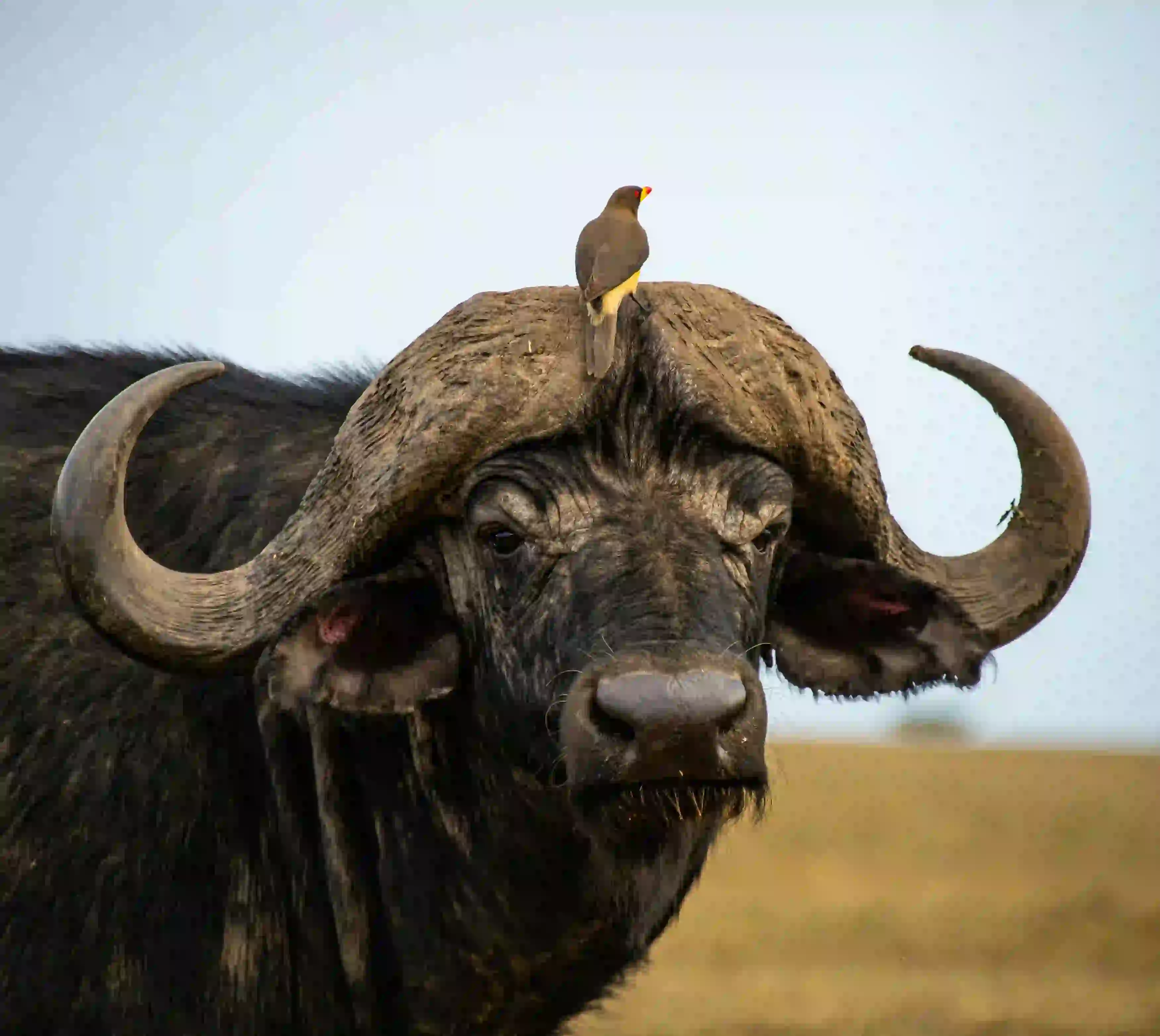 Tanzania Safari Landscape