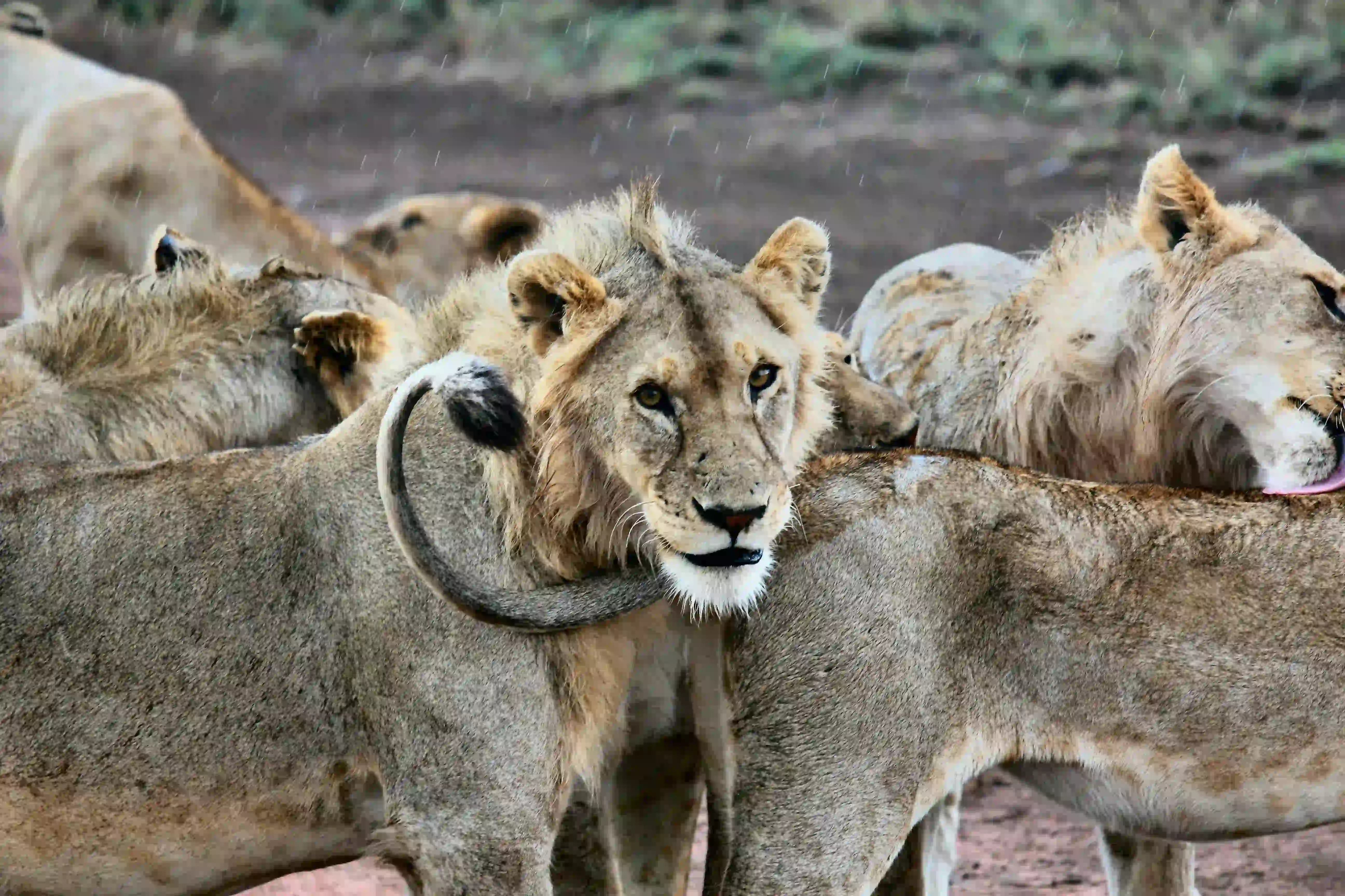 Lion in Serengeti
