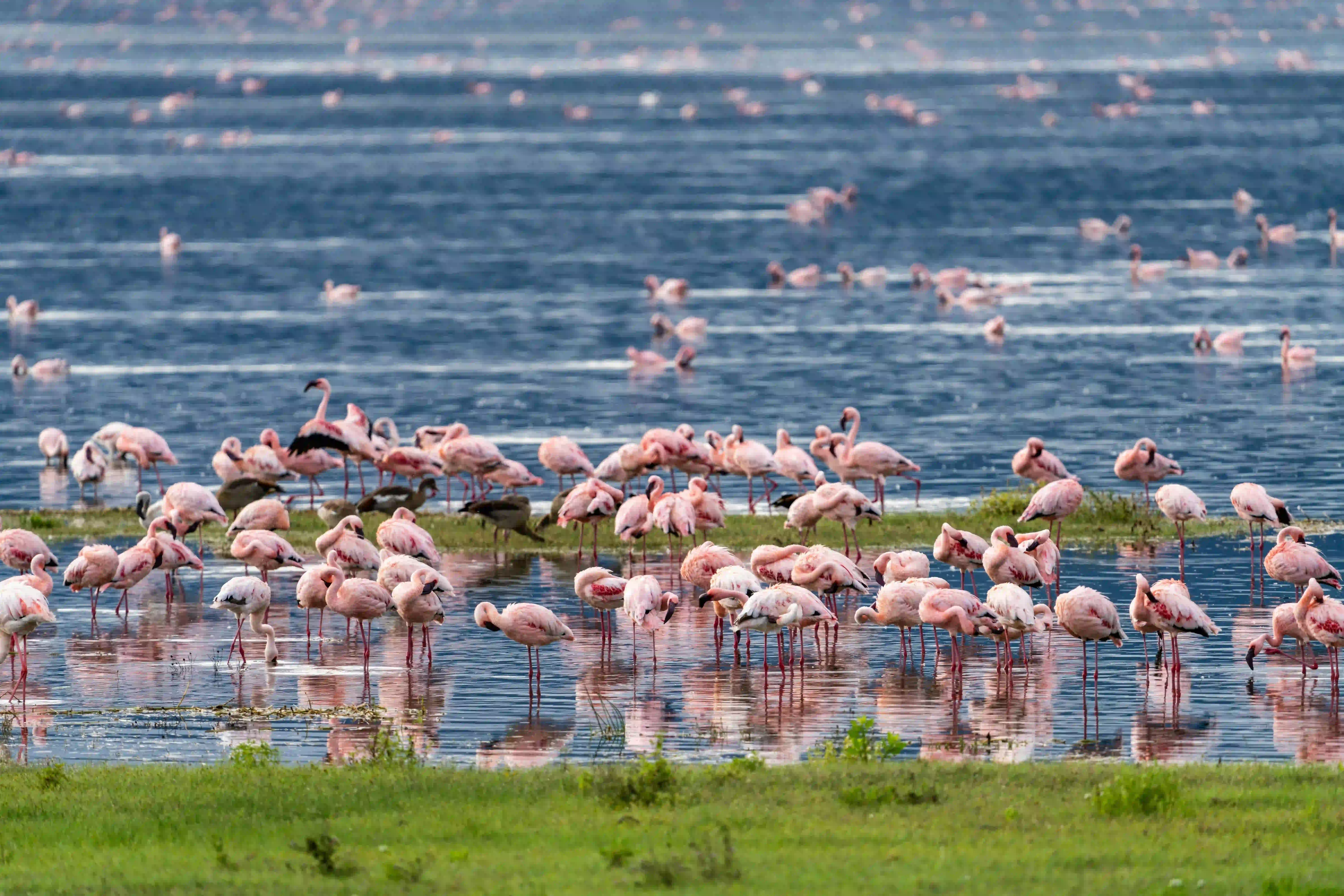 7 Day Budget Safari with Lake Natron