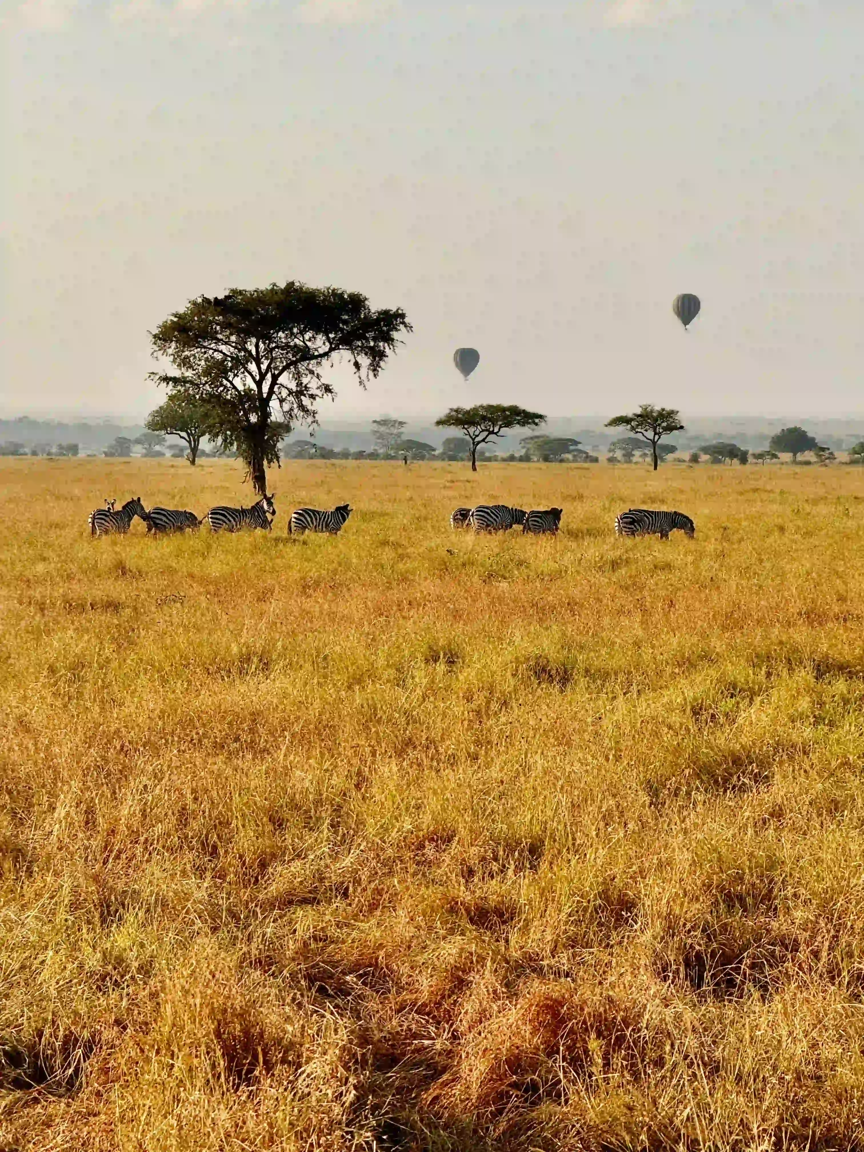 Mid-Range Safari Comfort