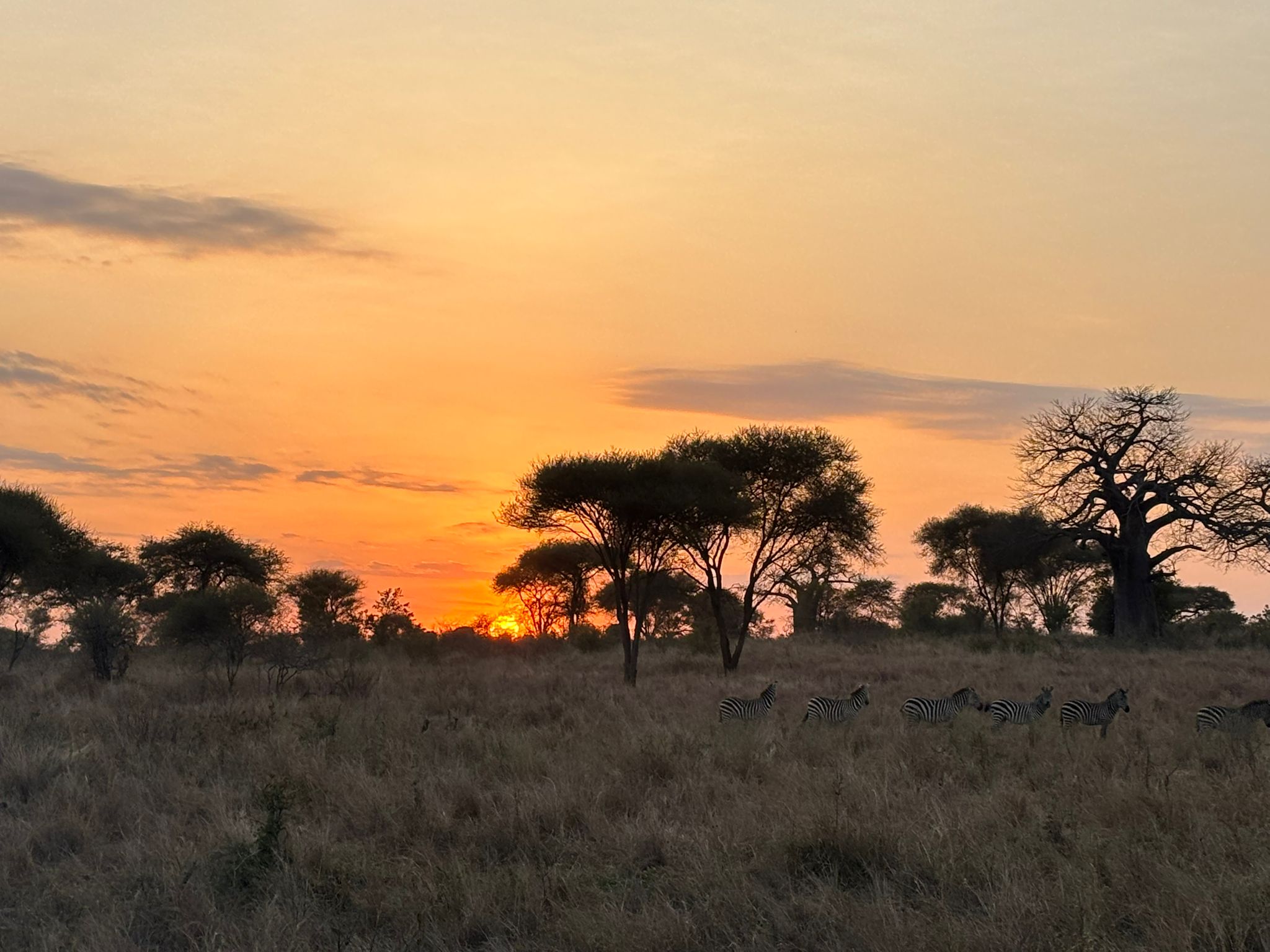Great Migration Herds